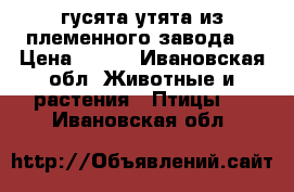 гусята утята из племенного завода  › Цена ­ 350 - Ивановская обл. Животные и растения » Птицы   . Ивановская обл.
